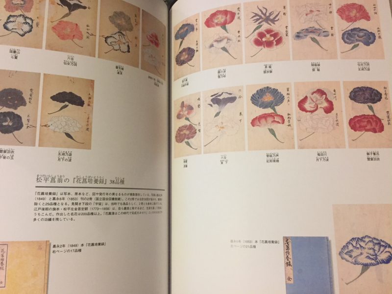 絵で見る伝統園芸植物と文化 ｜ 自然科学・植物図譜 | 古本・版画・骨董の出張買取 | 大阪の古書 象々